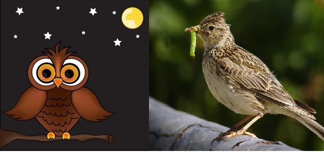 Pros & Cons of Early-Bird vs Night-Owl Approach to Your Off-Market Research