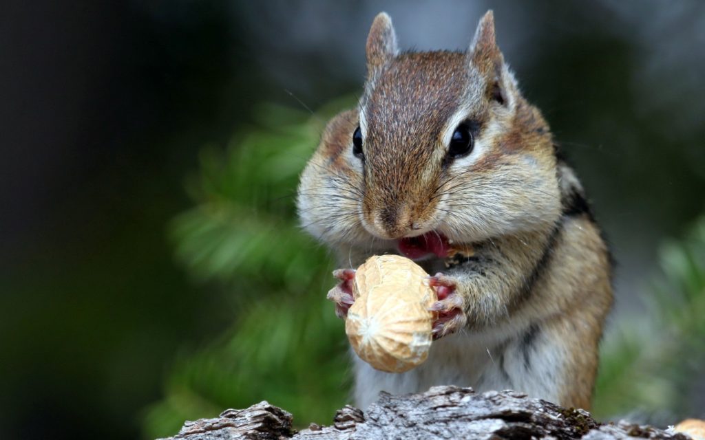 adrenaline-squirrel-nut